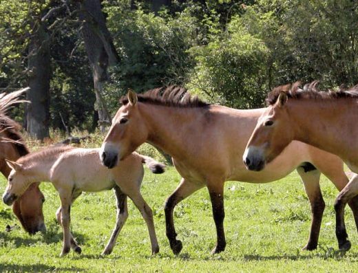 Herde Przewalskipferde, Urwildpferde | Wisentgehege Springe