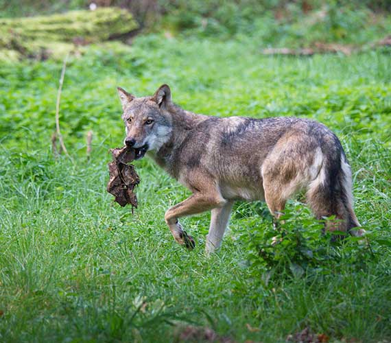 Grauwolf mit Fressen | Wisentgehege Springe