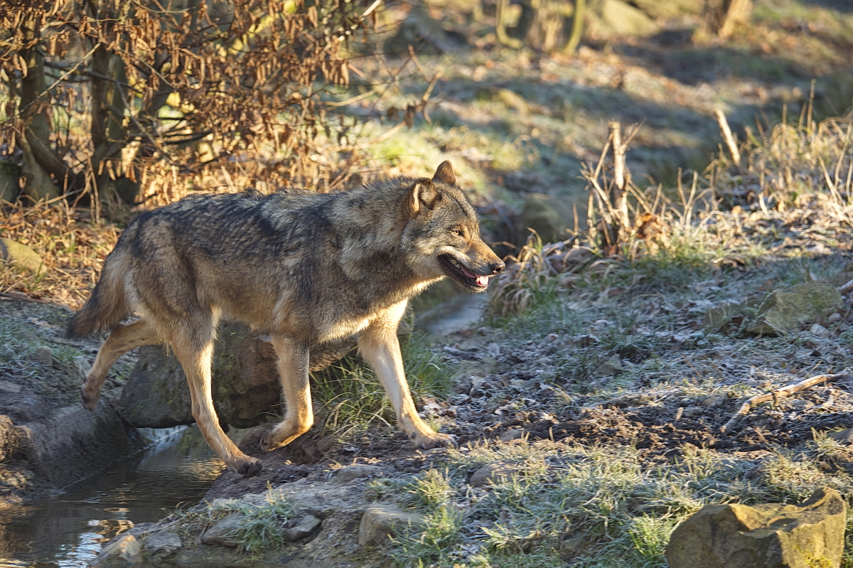 Europäischer Wolf läuft durchs Gehege | Wisentgehege Springe