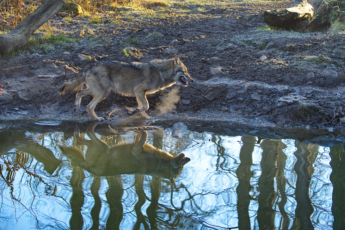Europäischer Wolf läuft am Wasser entlang | Wisentgehege Springe