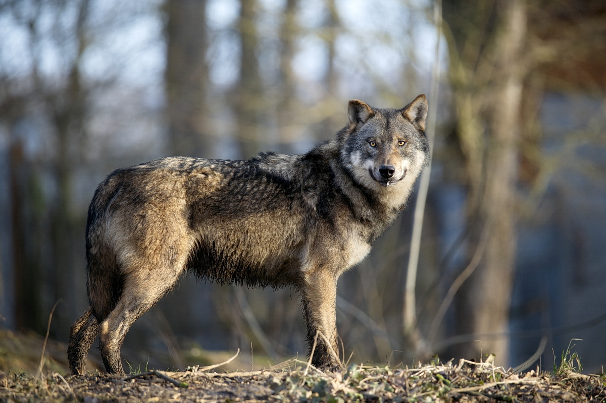 Nahaufnahme Europäischer Wolf | Wisentgehege Springe