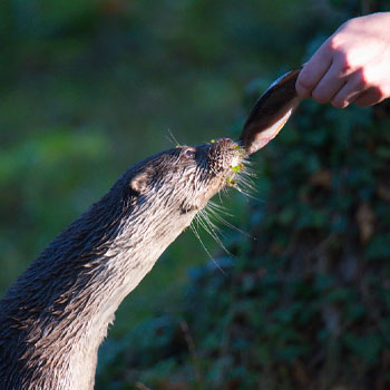 Erlebe das Wisentgehege als Tierpfleger und treffe Otter & Co. fellnah