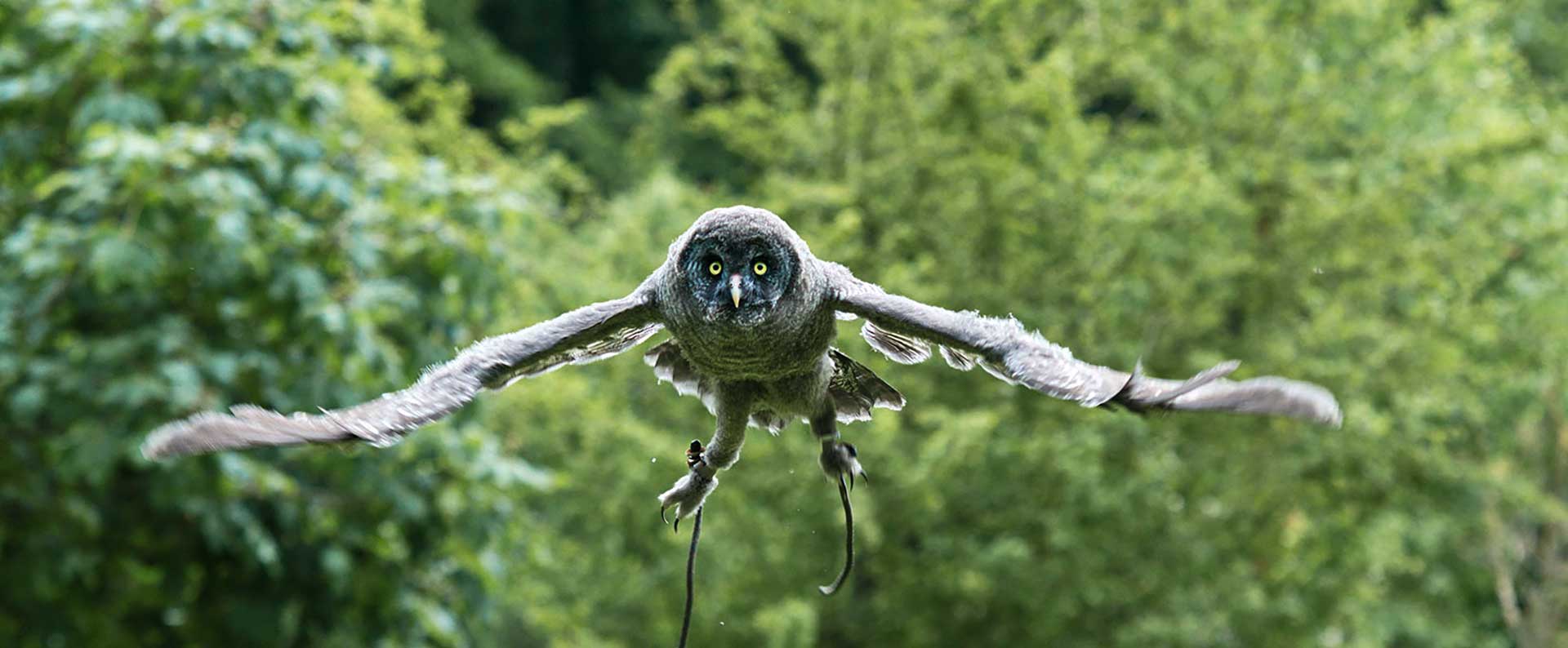 Erlebe Eulen, Käuze und Greifvögel im Falkenhof im Wisentgehege Springe