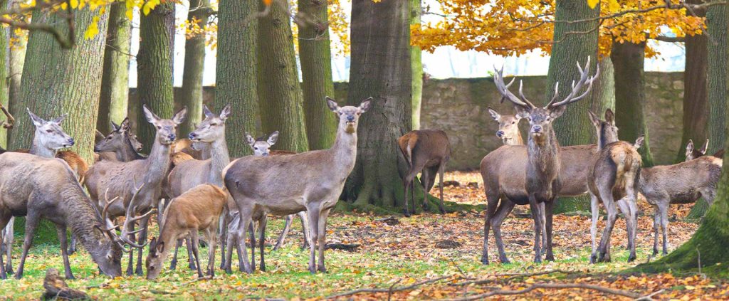 Das größte Fest im Wisentgehege zu Ehren des Schutzheiligen der Jäger: Das Hubertusfest
