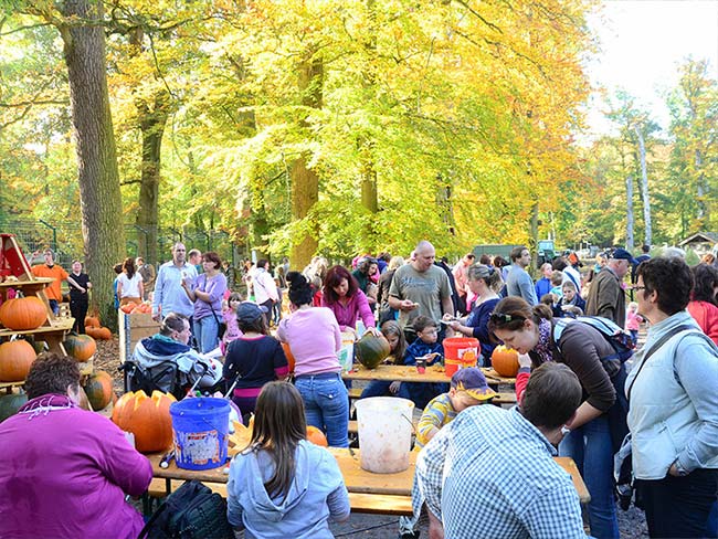 Kürbisschnitzen im Wisentgehege als fester Bestandteil des Kübirsfests