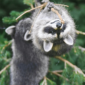 Erlebe Waschbären und viele andere Wildtiere im Wisentgehege