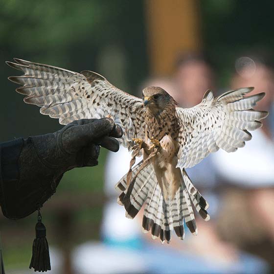 Erlebe unsere Könige der Lüfte: bei den Flugvorführungen im Falkenhof