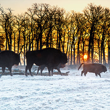 Unsere Flachland-Kaukasus-Wisente bei Sonnenuntergang im Schnee