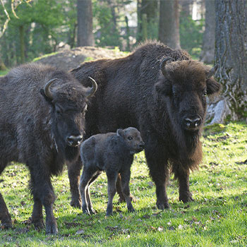 Zwei ausgewachsene Flachland-Kaukasus-Wisente mit einem Kalb
