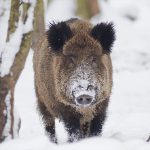 Ausgewachsenes Wildschwein im Schnee