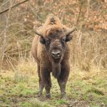 Flachlandwisent im herbstlichen Wisentgehege
