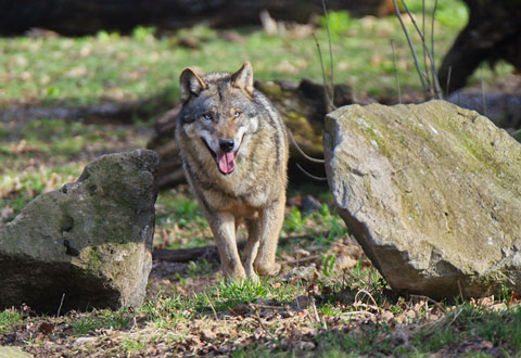 1981: Beginn der Wolfshaltung im Wisentgehege