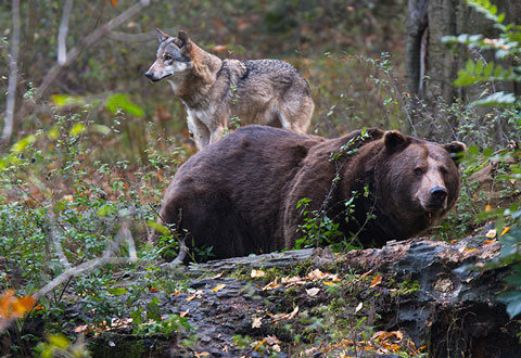1990: In den 1990ern wird das Wolf-Bär-Gehege eingeweiht