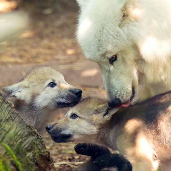 Volles Gehege: Gleich sechs Timberwolf-Welpen ziehen ins Wisentgehege ein