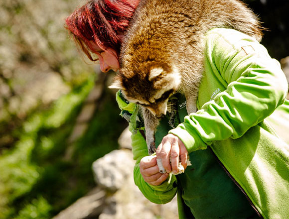 Tierpflegerin mit Waschbär auf der Schulter: Das gibt es nur beim Raubtierfrühstück