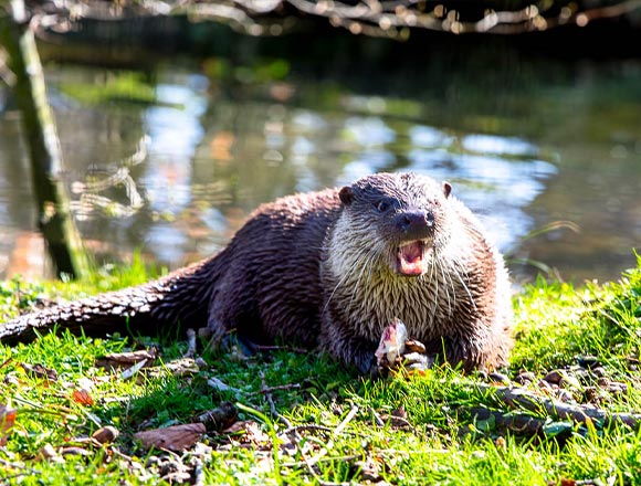 Unser Otter genießt sein fischiges Frühstück