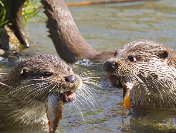 Zwei unserer Otter genießen ihr Frühstück gemeinsam