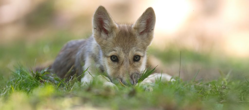 Neuzugang im Wisentgehege: Timberwolfwelpe