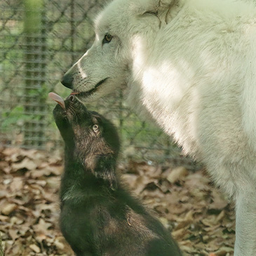 Welpe sitzt vor einem erwachsenen Polarwolf und leckt dessen Schnauze