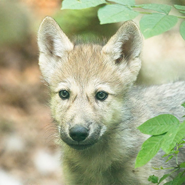Portrait eines hellen Timberwolf-Welpens