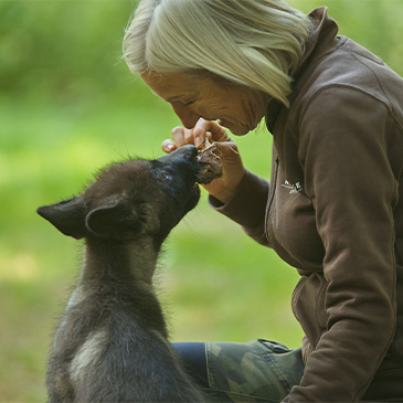 Einer der Timberwolf-Welpen frisst unserer Wolfspflegerin sprichwörtlich aus der Hand