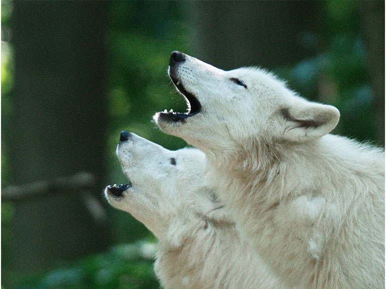 Zwei unserer Polarwölfe beim Heulen