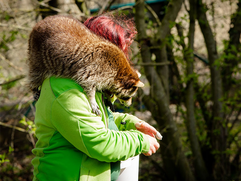Waschbär-Fütterung: Auch unsere Waschbären feiern mit euch die längste Nacht des Jahres