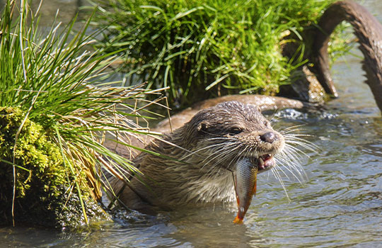 Otter mit Fisch im Maul beim Raubtierfrühstück im Wisentgehege Springe