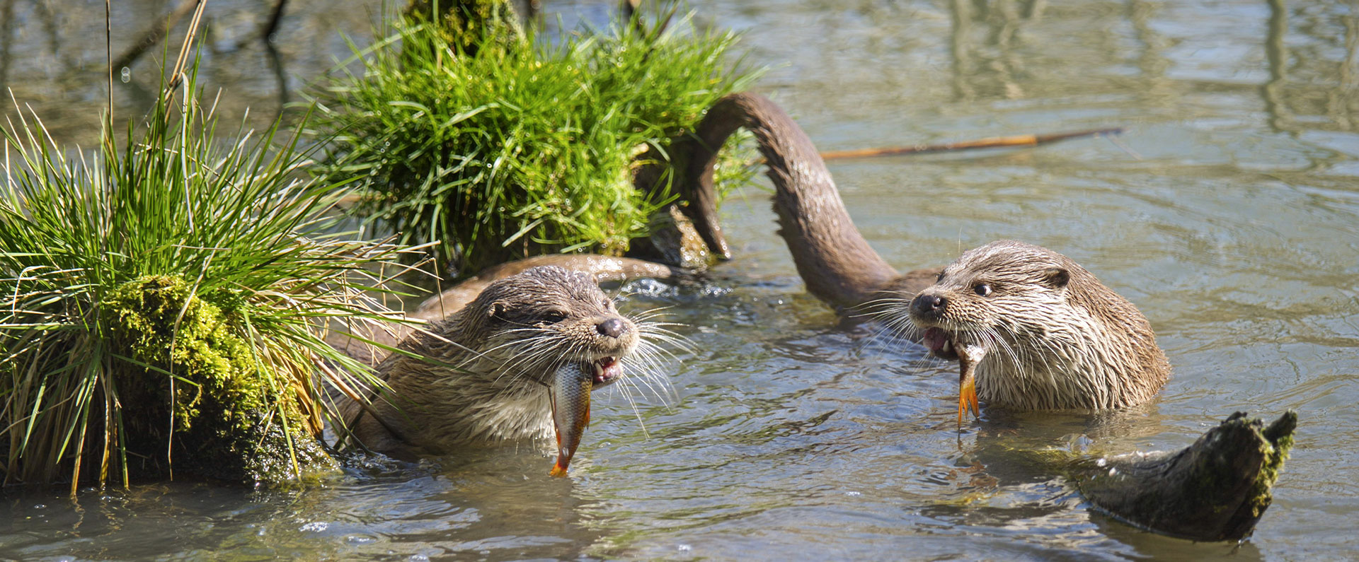 Zwei Otter im Wasser lassen sich ihren Fisch beim Raubtierfrühstück schmecken
