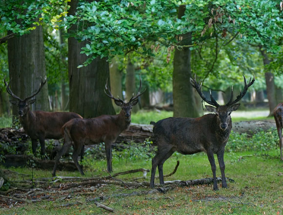Gruppe Rotwildhirsche zur Brunft im Wisentgehege Springe