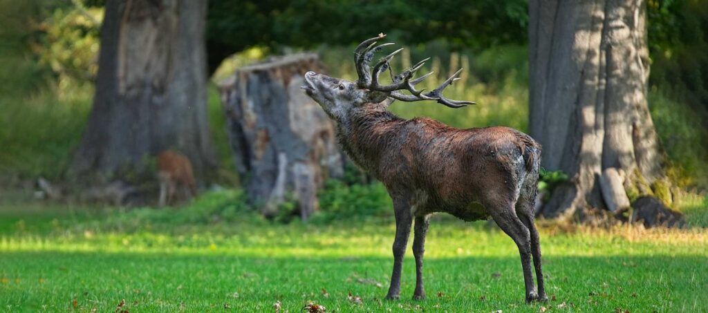 Rotwildhirsch beim Röhren während der Brunft