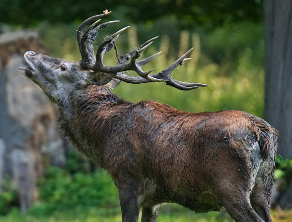 Ein röhrender Hirsch, der zur Brunft ruft