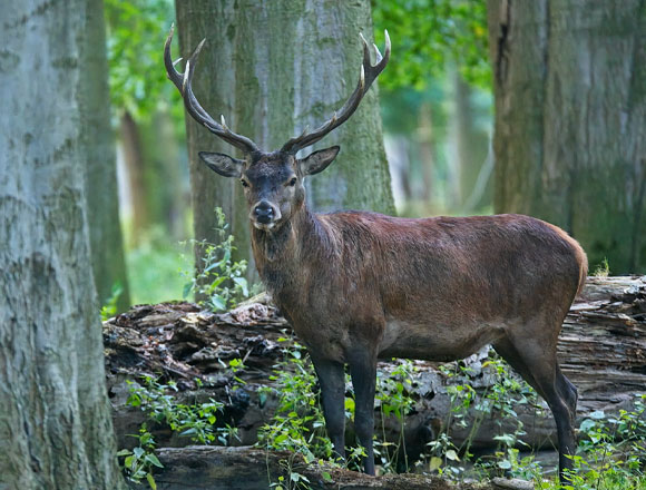 Rotwildhirsch mit beeindruckendem Geweih blickt in die Kamera